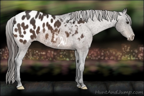 Horse Color:Bay Appaloosa 