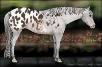 Horse Color:Bay Appaloosa 