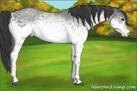 Horse Color:White Spotted Smoky Grullo Rabicano