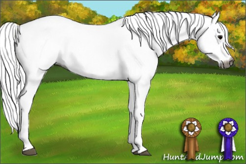 Horse Color:Gray White Spotted Black