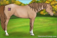 Horse Color:Bay Pearl 