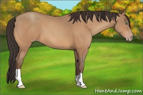 Horse Color:Amber Champagne 