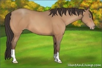 Horse Color:Amber Champagne