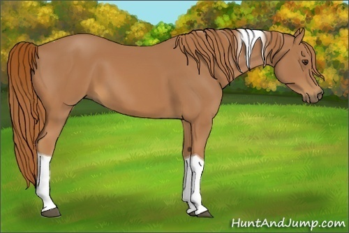 Horse Color:Chestnut Tobiano
