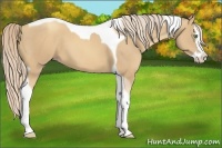 Horse Color:Gold Cream Champagne Splash Tobiano 