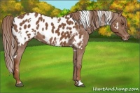 Horse Color:White Spotted Chestnut Appaloosa 