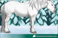 Horse Color:Liver Chestnut Splash Appaloosa 