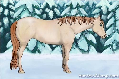 Horse Color:Buckskin Pearl 