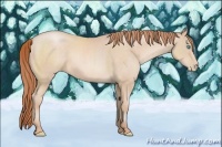 Horse Color:Buckskin Pearl