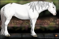 Horse Color:White Spotted Bay Onyx Sabino Appaloosa Rabicano