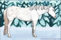 Horse Color:Buckskin Roan Pearl Appaloosa