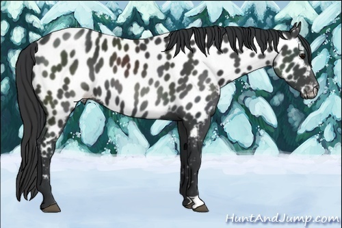 Horse Color:Black Appaloosa 