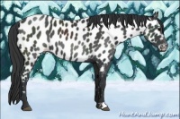 Horse Color:Black Appaloosa