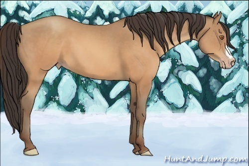 Horse Color:Sable Champagne 