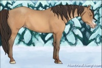 Horse Color:Sable Champagne