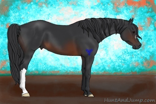 Horse Color:Brown 