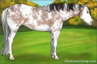 Horse Color:White Spotted Bay Ice Splash