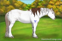 Horse Color:Chestnut Sabino