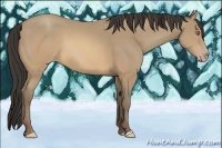 Horse Color:Sable Champagne 