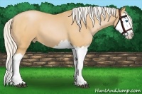 Horse Color:Silver Bay Pearl Splash