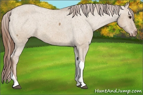 Horse Color:Red Dun Tobiano Varnish