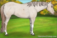 Horse Color:Red Dun Tobiano Varnish 