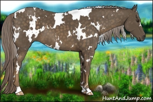Horse Color:White Spotted Chocolate Palomino 