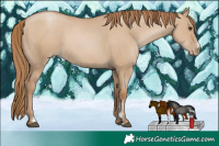 Horse Color:Grullo Pearl Sabino Rabicano