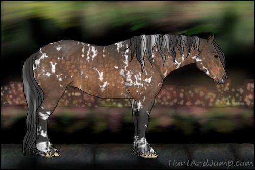 Horse Color:White Spotted Buckskin and White Spotted Buckskin