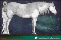 Horse Color:Silver Blue Chinchilla Roan Splash