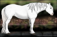 Horse Color:Silver Black Appaloosa 