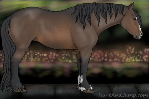 Horse Color:Brown Sabino 