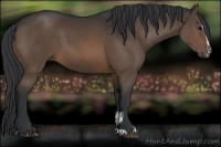 Horse Color:Brown Sabino 