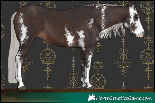 Horse Color:Silver Brown Sabino 