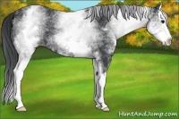 Horse Color:White Spotted Black Splash