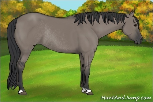 Horse Color:Grullo Rabicano