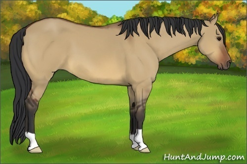 Horse Color:Bay Dun