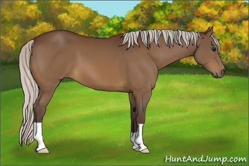 Horse Color:Silver Bay 