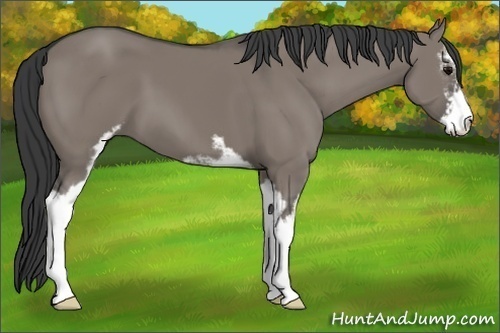 Horse Color:Grullo Sabino