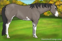Horse Color:Grullo Sabino 