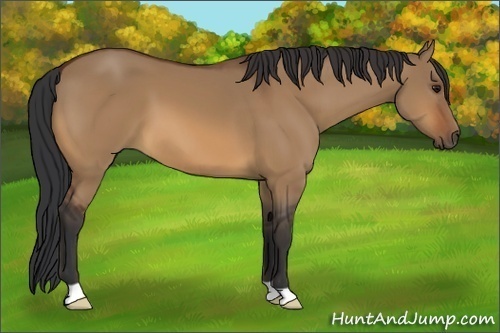 Horse Color:Bay Dun 