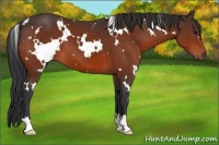 Horse Color:White Spotted Bay 