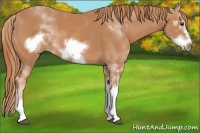 Horse Color:Chestnut Sabino Frame 