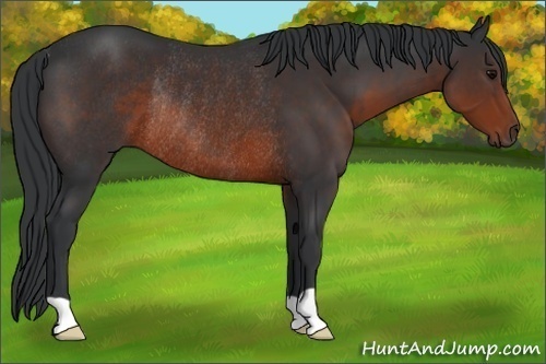 Horse Color:Brown Rabicano