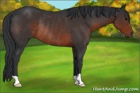 Horse Color:Brown Rabicano