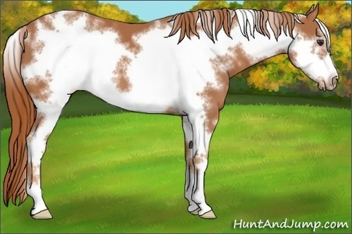 Horse Color:White Spotted Chestnut Sabino Frame