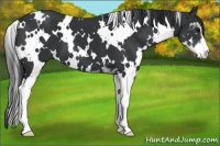 Horse Color:White Spotted Black Sabino 