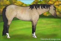 Horse Color:Brown Dun Rabicano 