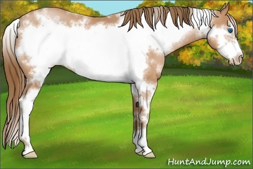Horse Color:White Spotted Bay Pearl Sabino Frame 
