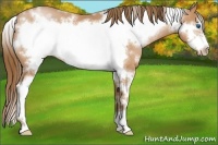 Horse Color:White Spotted Bay Pearl Sabino Frame 